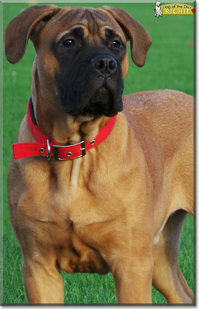 Richie the Bullmastiff, the Dog of the Day
