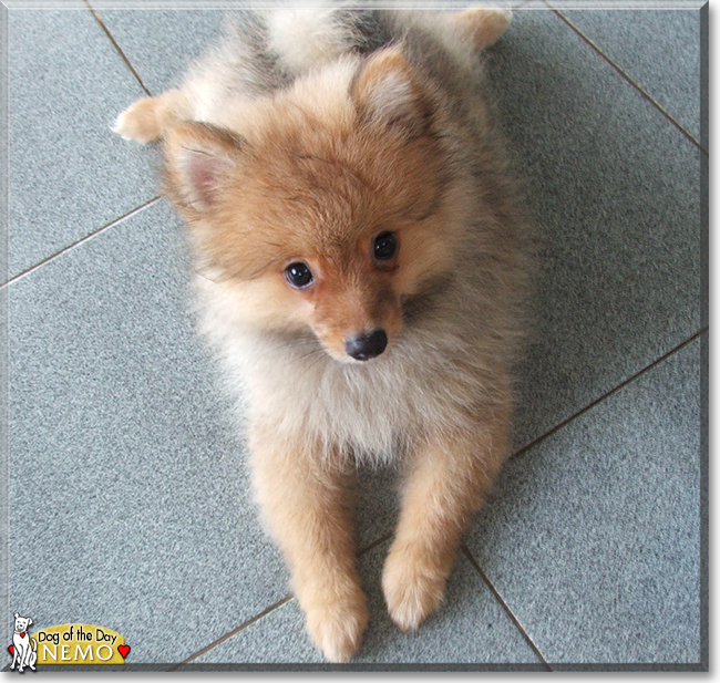 Nemo the Pomeranian, the Dog of the Day