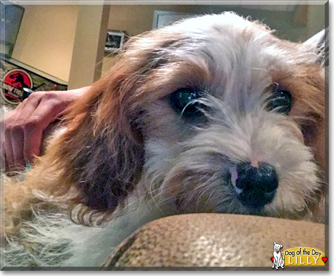 Lilly the Cavalier King Charles Spaniel, Poodle mix, the Dog of the Day