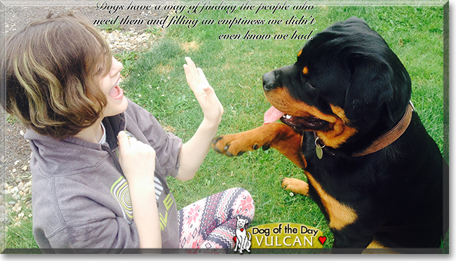Vulcan the Rottweiler, the Dog of the Day