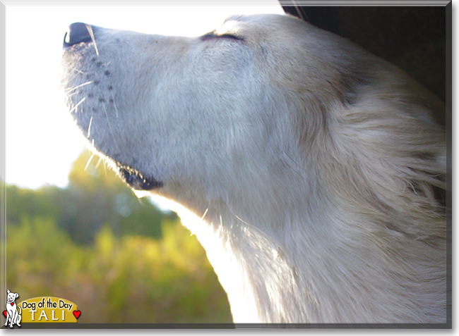 Tali the Great Pyrenees, the Dog of the Day