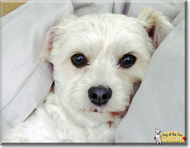 Gatsby the Maltese. Poodle mix, the Dog of the Day