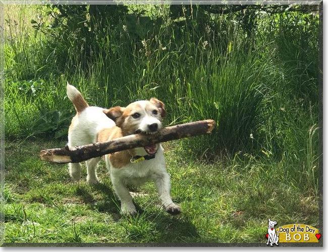 Bob the Jack Russell Terrier, the Dog of the Day