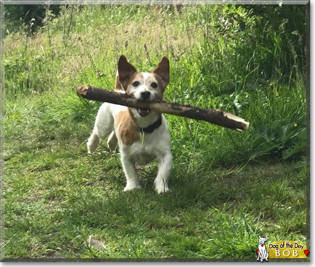 Bob the Jack Russell Terrier, the Dog of the Day