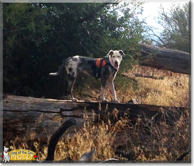 Piglet the Catahoula Leopard Dog, the Dog of the Day