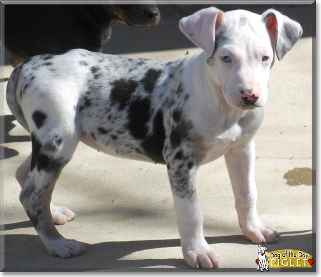 Piglet the Catahoula Leopard Dog, the Dog of the Day
