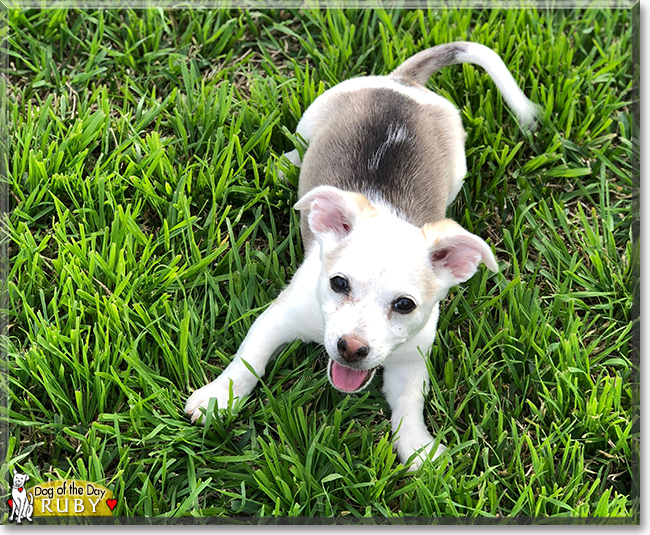 Ruby Renae the Beagle, Jack Russell Terrier, the Dog of the Day