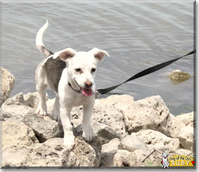 Ruby Renae the Beagle, Jack Russell Terrier, the Dog of the Day