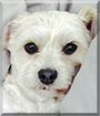 Gatsby the Maltese. Poodle mix,