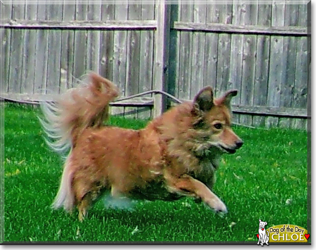 Chloe the Corgi, Rough Collie mix, the Dog of the Day