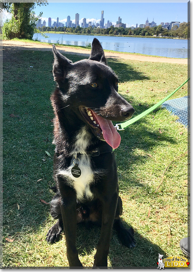 Lido the Kelpie, the Dog of the Day