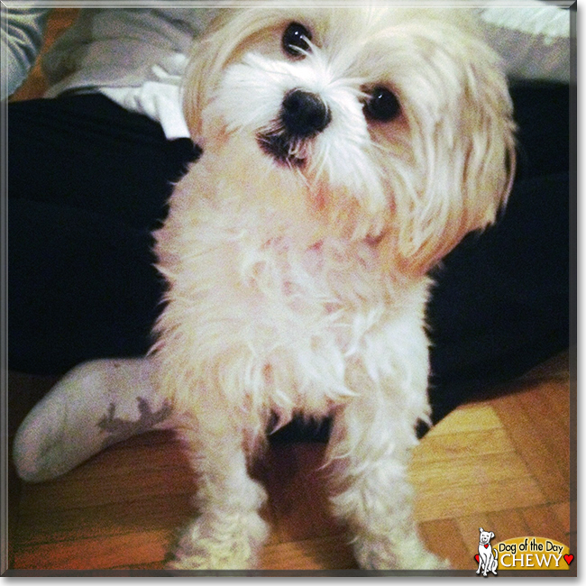 Chewy the Maltese, Shih Tzu mix, the Dog of the Day
