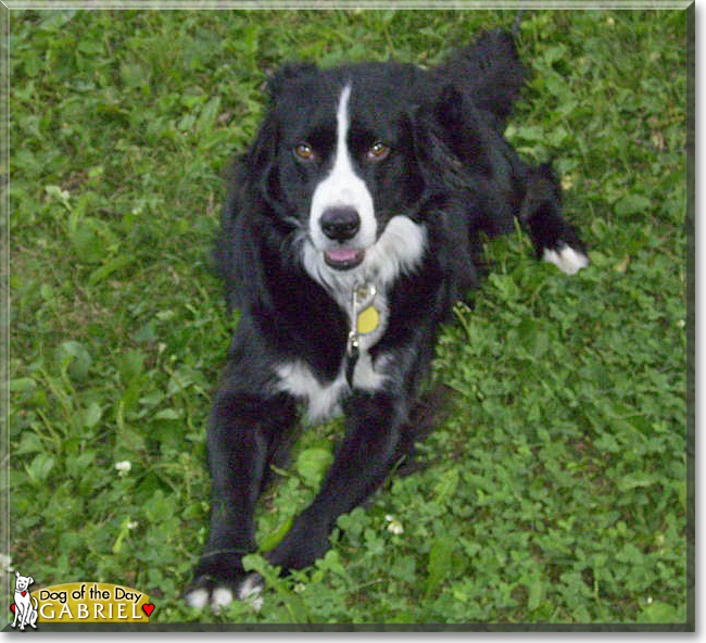 Gabriel the Border Collie, the Dog of the Day