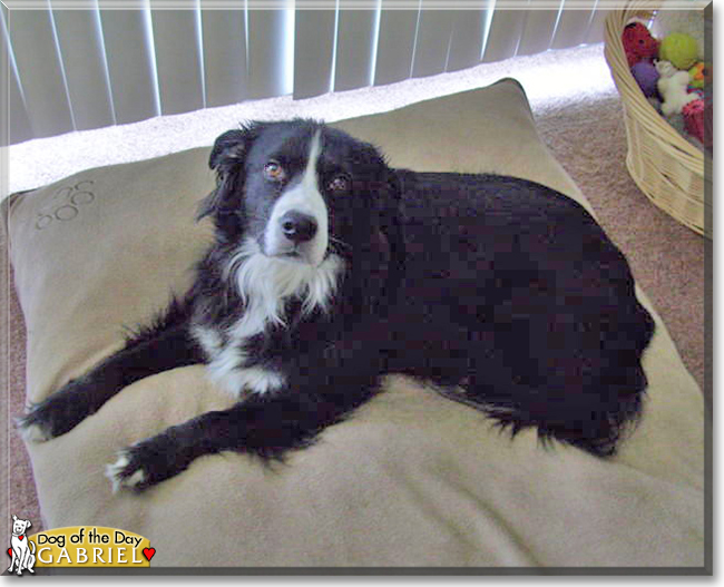 Gabriel the Border Collie, the Dog of the Day