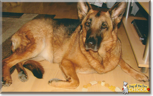 Chicka the German Shepherd, the Dog of the Day