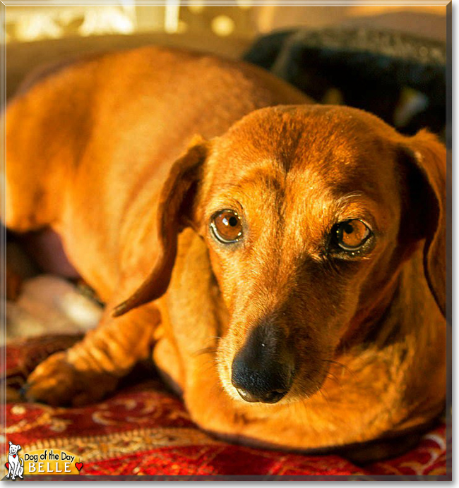 Belle the Miniature Dachshund, the Dog of the Day