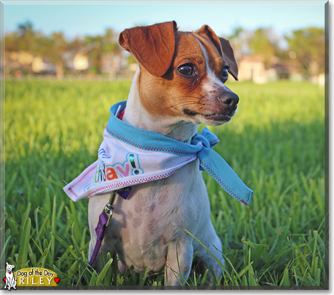 Riley the Chihuahua, Jack Russell Terrier mix, the Dog of the Day