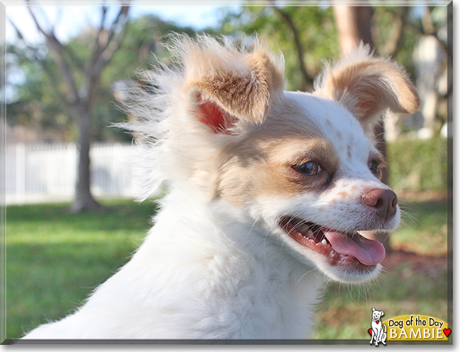 Bambie the Chihuahua, Yorkshire Terrier mix, the Dog of the Day