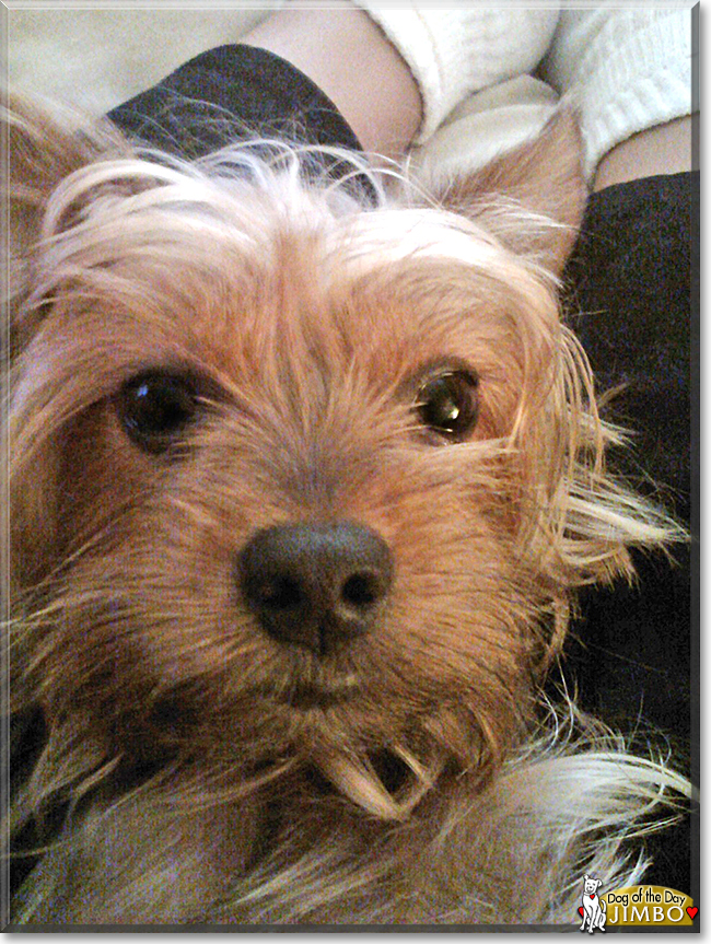 Jimbo the Yorkshire Terrier, the Dog of the Day
