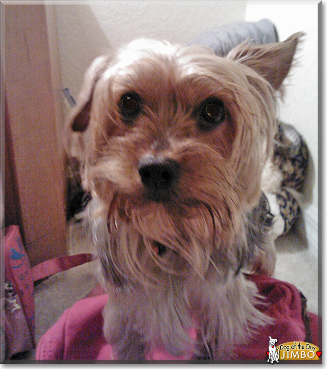 Jimbo the Yorkshire Terrier, the Dog of the Day