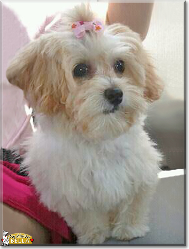 Bella the Lhasa Apso/Poodle mix, the Dog of the Day