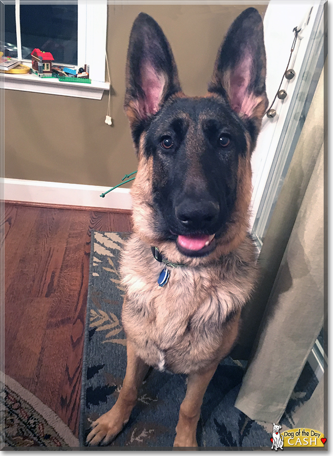 Cash the German Shepherd Dog, the Dog of the Day