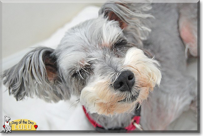 Lulu the Miniature Schnauzer, the Dog of the Day
