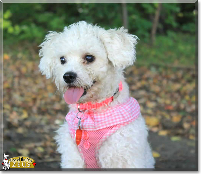 Zeus the Bichon mix, the Dog of the Day