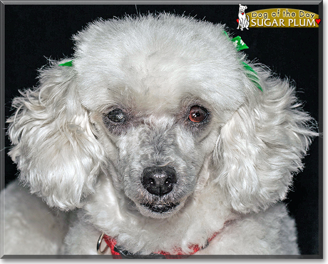 Sugar Plum the Toy Poodle, the Dog of the Day