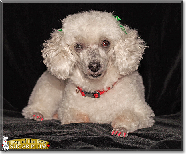 Sugar Plum the Toy Poodle, the Dog of the Day