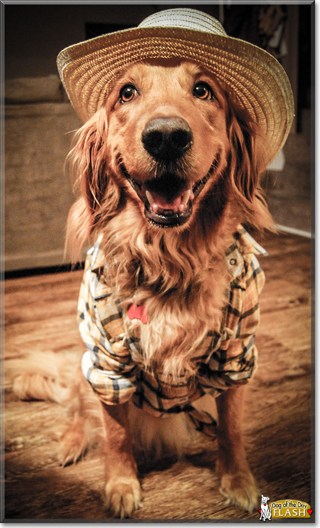 Flash the Golden Retriever, the Dog of the Day
