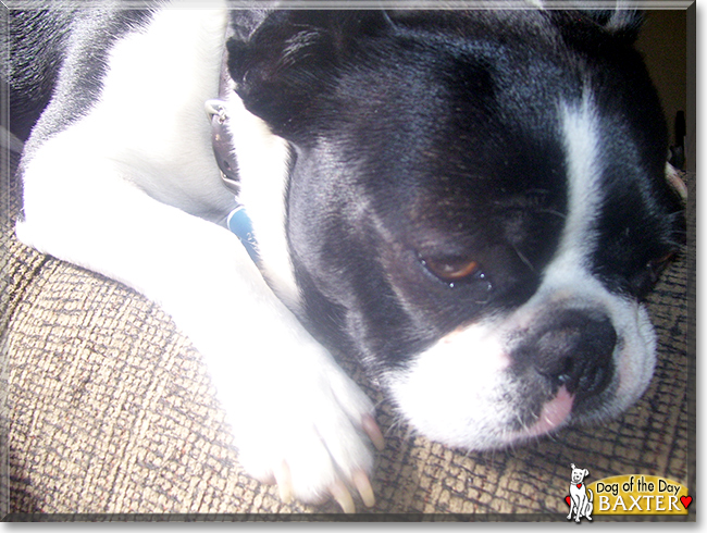 Baxter the Boston Terrier, the Dog of the Day