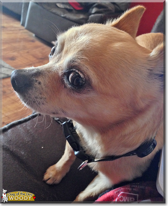Woody the Chihuahua, the Dog of the Day