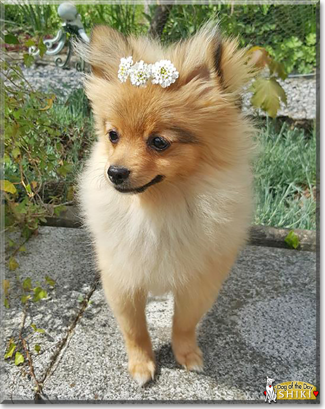 Shiki the Pomeranian, the Dog of the Day