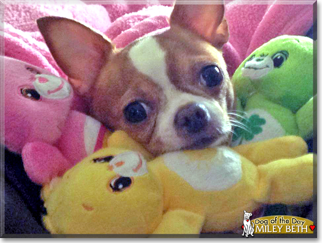 Miley Beth the Chihuahua, the Dog of the Day