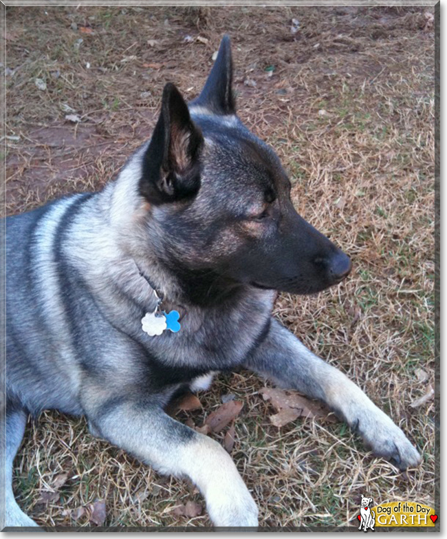 Garth the Norwegian Elkhound, the Dog of the Day