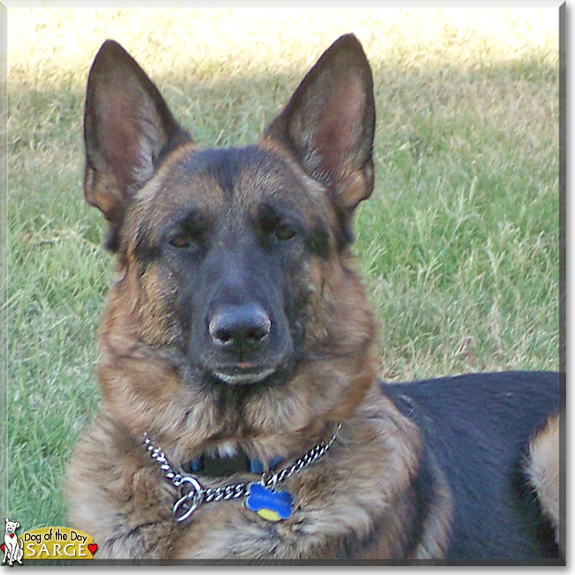 Sarge the German Shepherd, the Dog of the Day