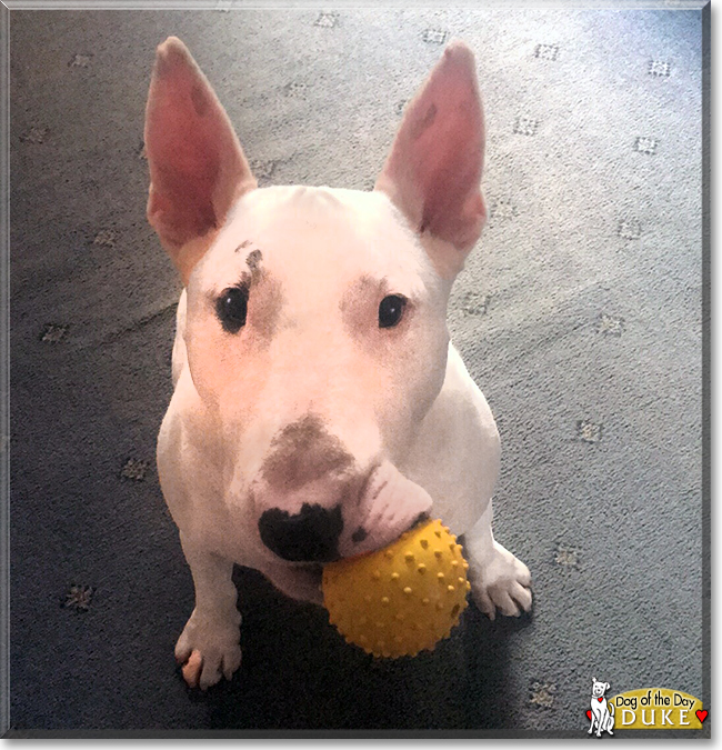 Duke the English Bull Terrier, the Dog of the Day