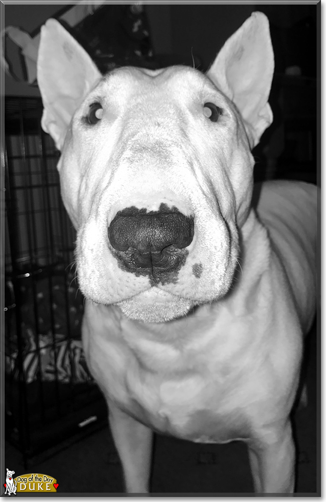 Duke the English Bull Terrier, the Dog of the Day