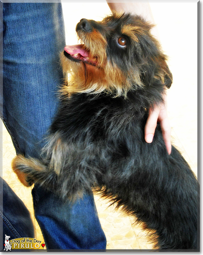 Pirulo the Yorkshire Terrier mix, the Dog of the Day