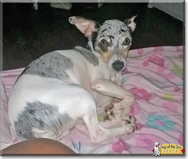 Reeses the Rat Terrier, the Dog of the Day