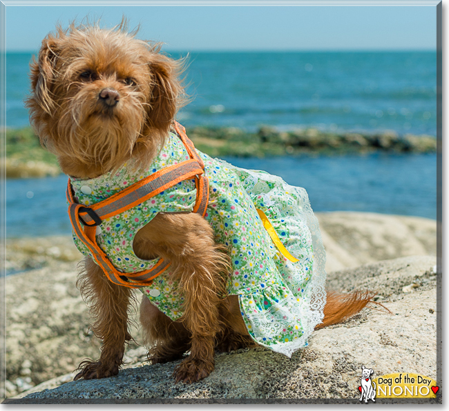 Nionio the Chihuahua, Poodle mix, the Dog of the Day