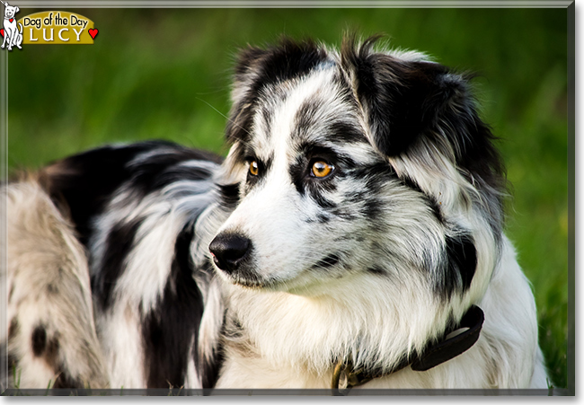 Lucy the Australian Shepherd, the Dog of the Day