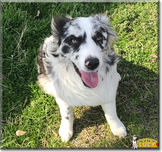 Lucy the Australian Shepherd, the Dog of the Day