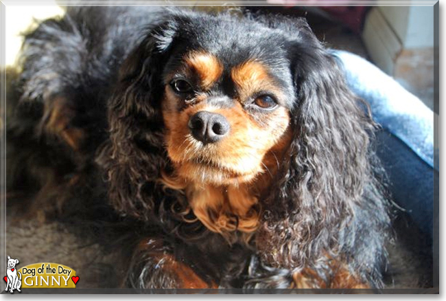 Ginny the Cavalier King Charles Spaniel, the Dog of the Day