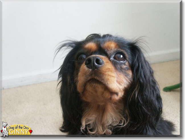 Ginny the Cavalier King Charles Spaniel, the Dog of the Day