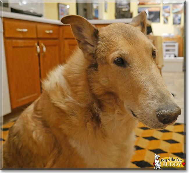 Buddy the Smooth Collie, the Dog of the Day