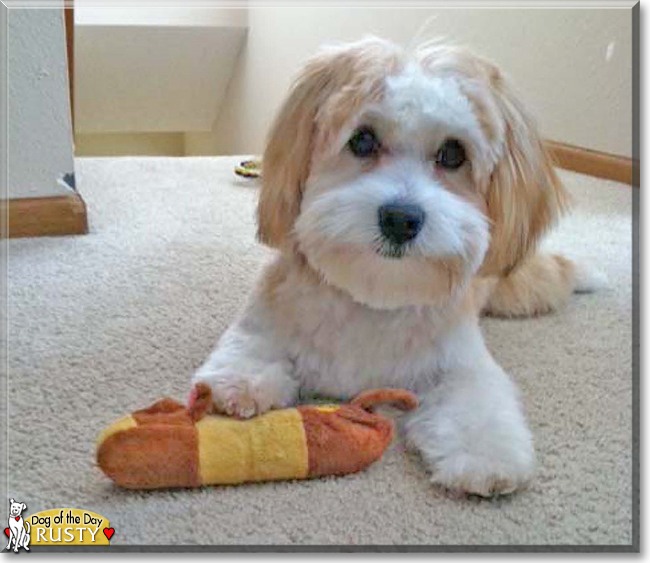 Rusty the Lhasa Apso/Maltese mix, the Dog of the Day