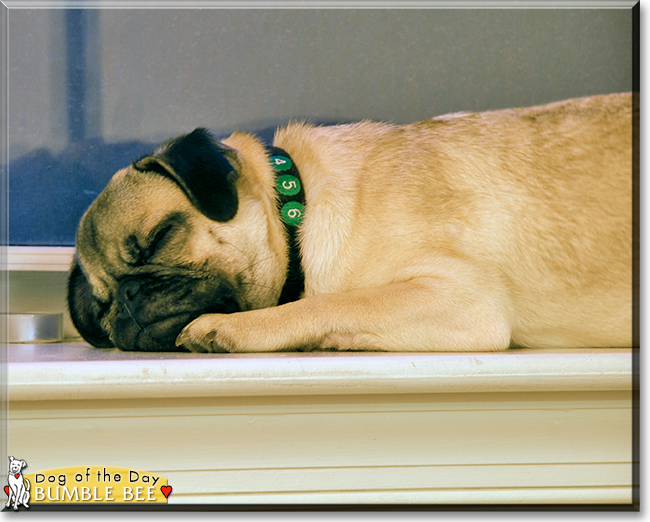 Bumble Bee the Pug, the Dog of the Day