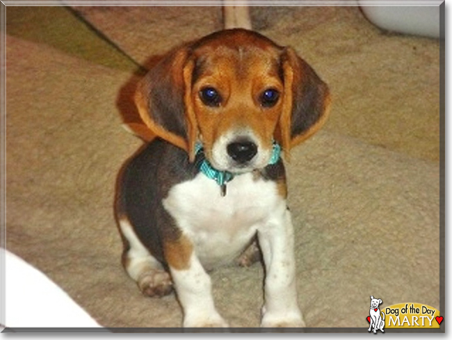 Marty the Beagle/Dachshund mix, the Dog of the Day